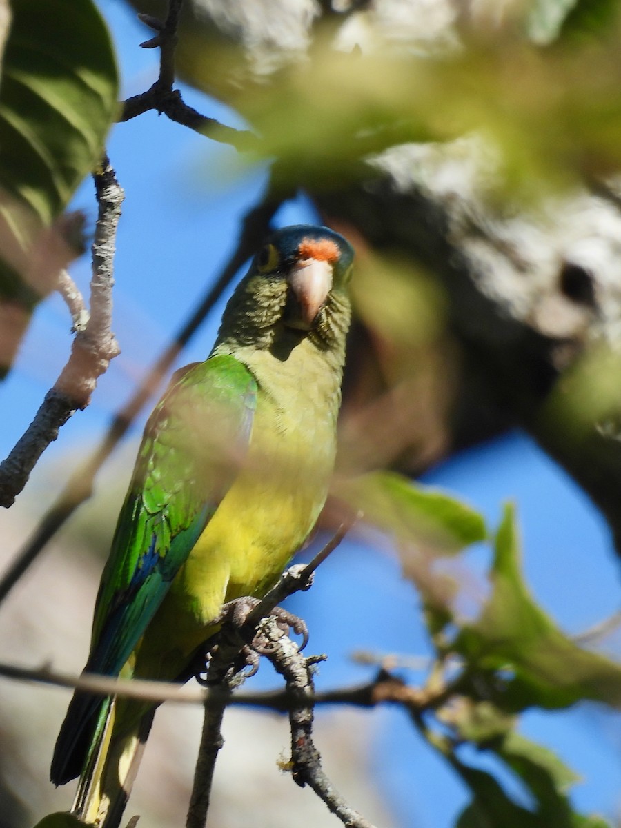 Orange-fronted Parakeet - ML646071178