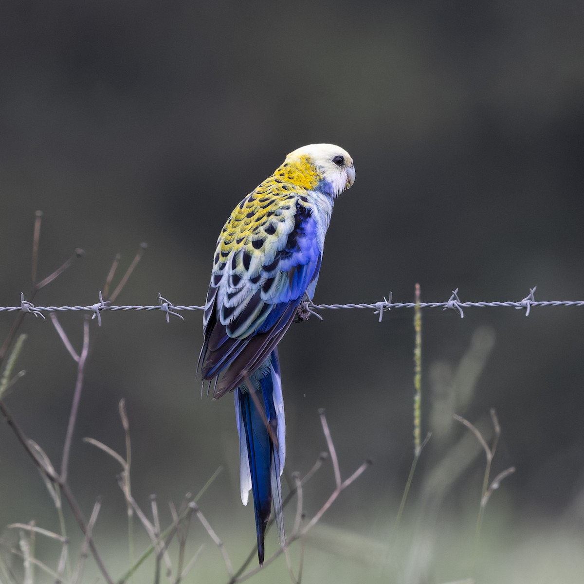 Pale-headed Rosella - ML646071179