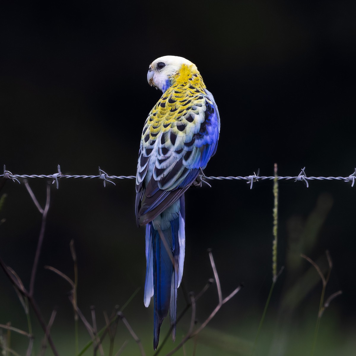 Pale-headed Rosella - ML646071181