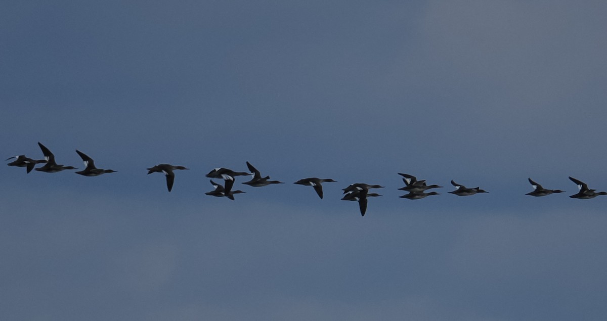Red-breasted Merganser - ML646071183