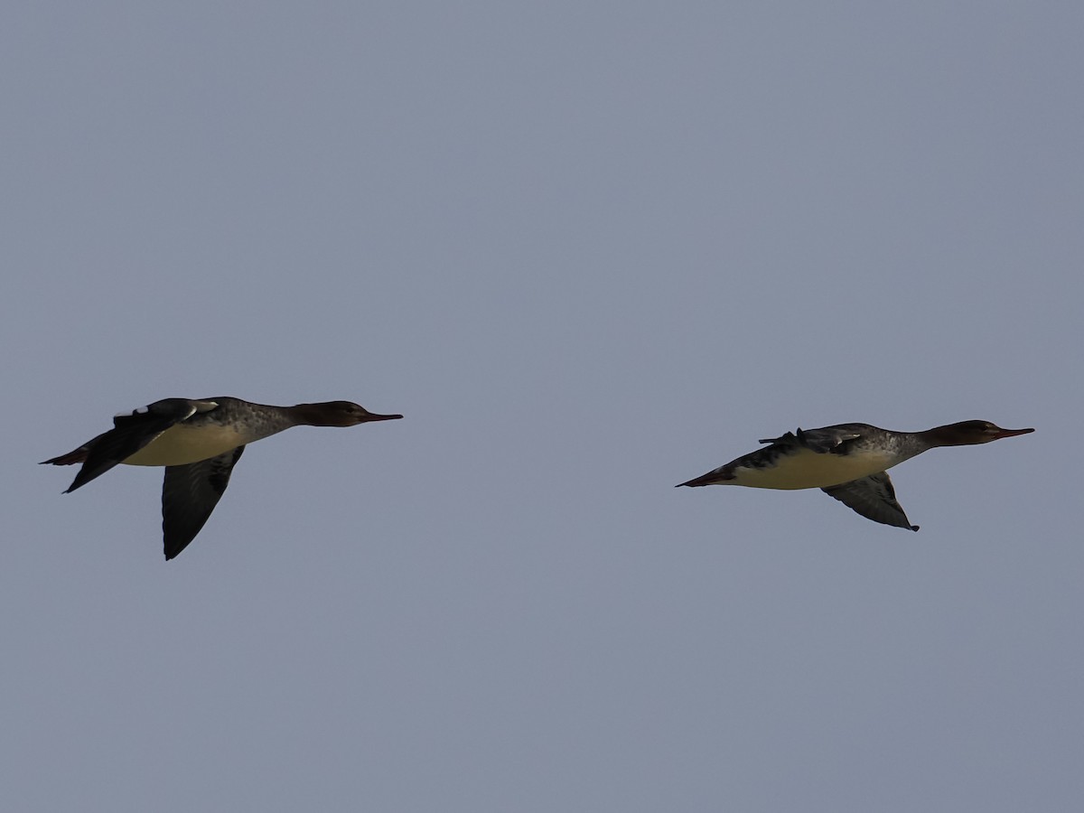Red-breasted Merganser - ML646071184