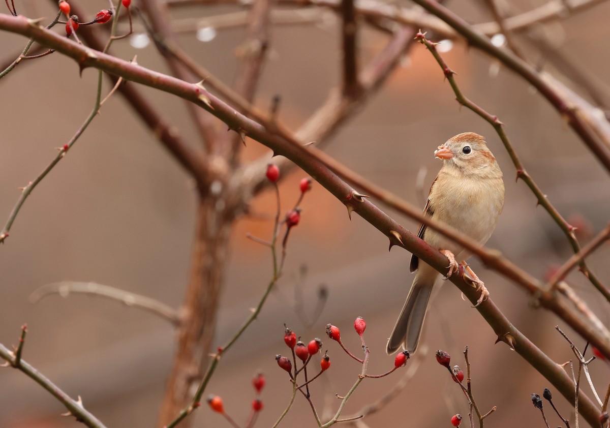 Field Sparrow - ML646071185