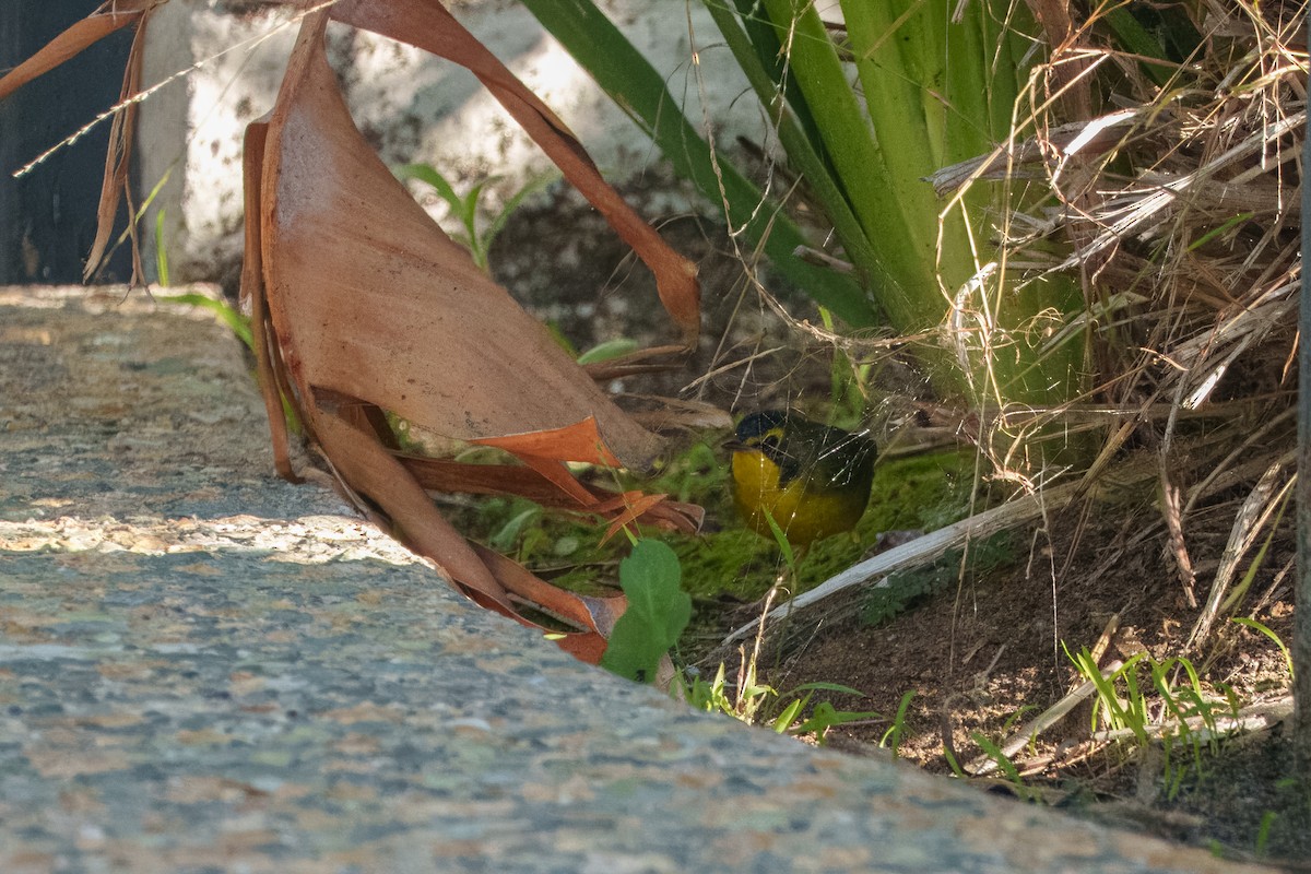 סבכון קנטקי - ML646071193