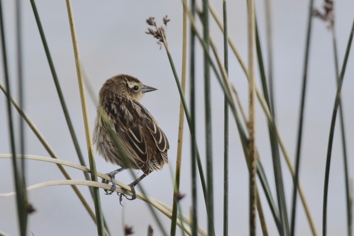 Yellow-winged Blackbird - ML646071195