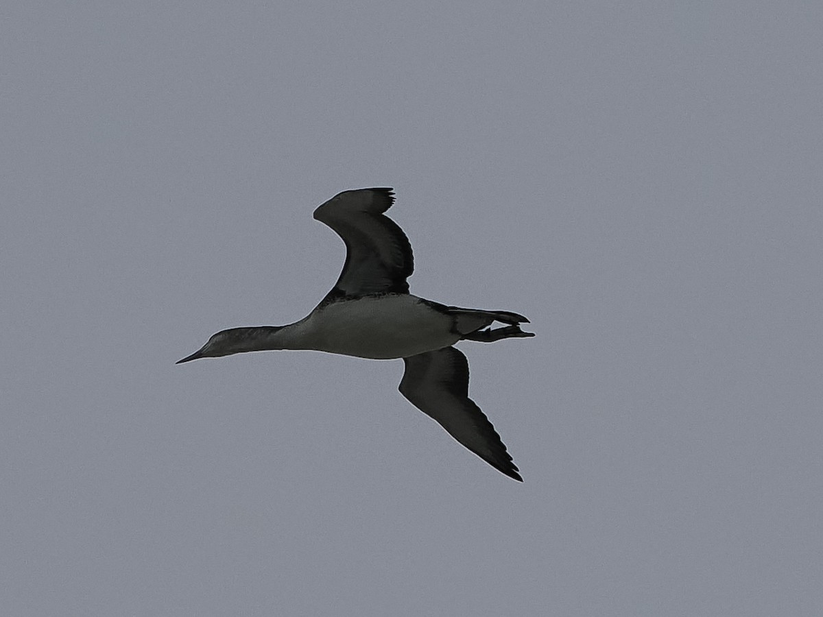 Red-throated Loon - ML646071203