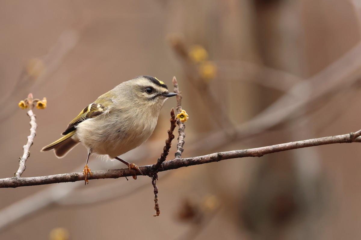 Golden-crowned Kinglet - ML646071209