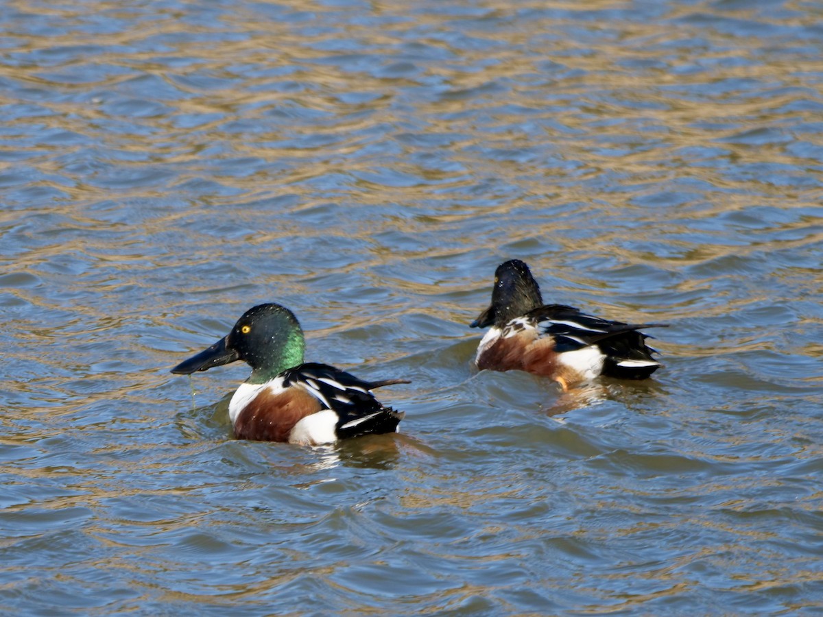 Northern Shoveler - ML646071215