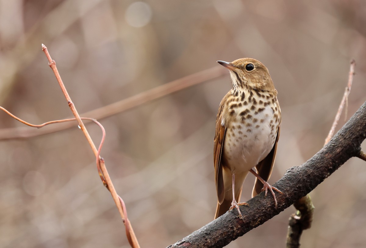 Hermit Thrush (faxoni/crymophilus) - ML646071223