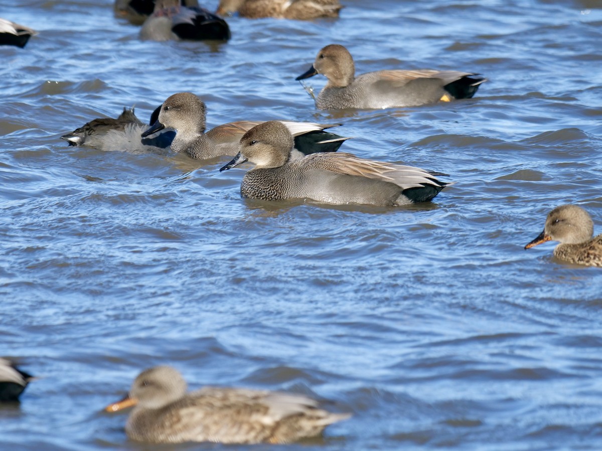 Серая утка - ML646071224