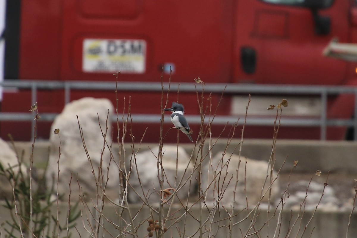 アメリカヤマセミ - ML646071225