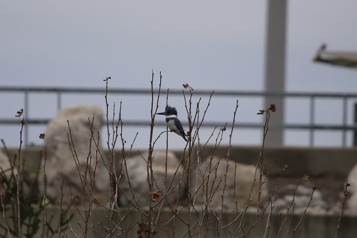 アメリカヤマセミ - ML646071226