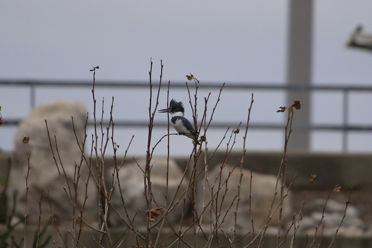 アメリカヤマセミ - ML646071227