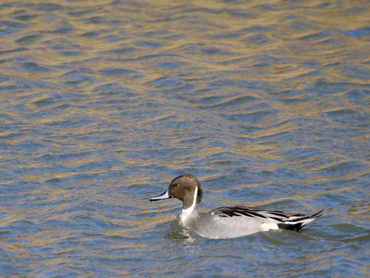 Northern Pintail - ML646071230