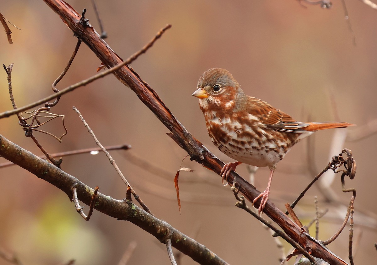 Fox Sparrow (Red) - ML646071237