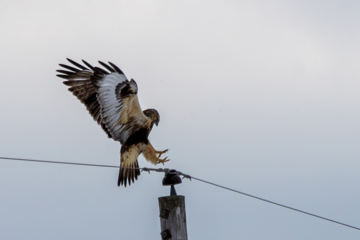 Rough-legged Hawk - ML646071242