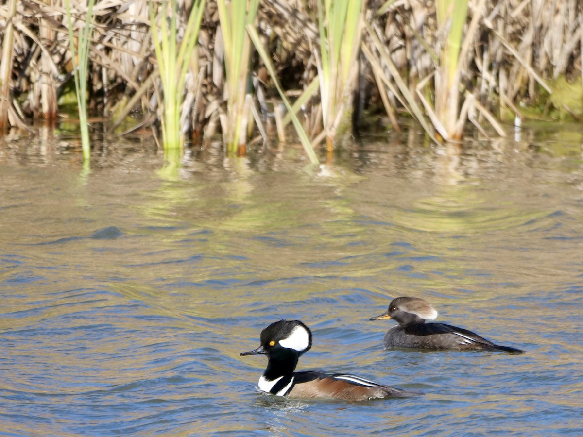 Hooded Merganser - ML646071247