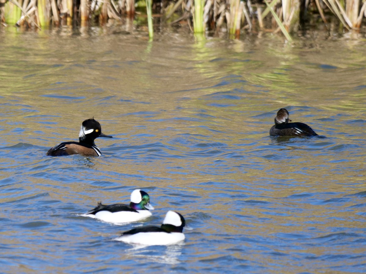 Hooded Merganser - ML646071248