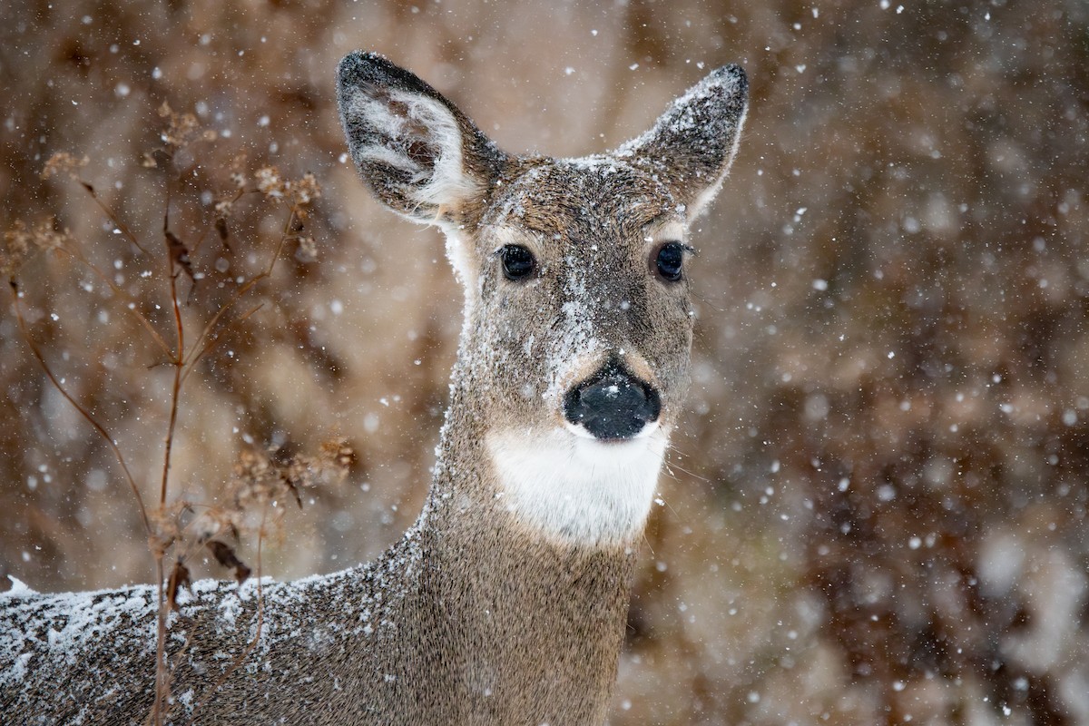 白尾鹿 - ML646071256