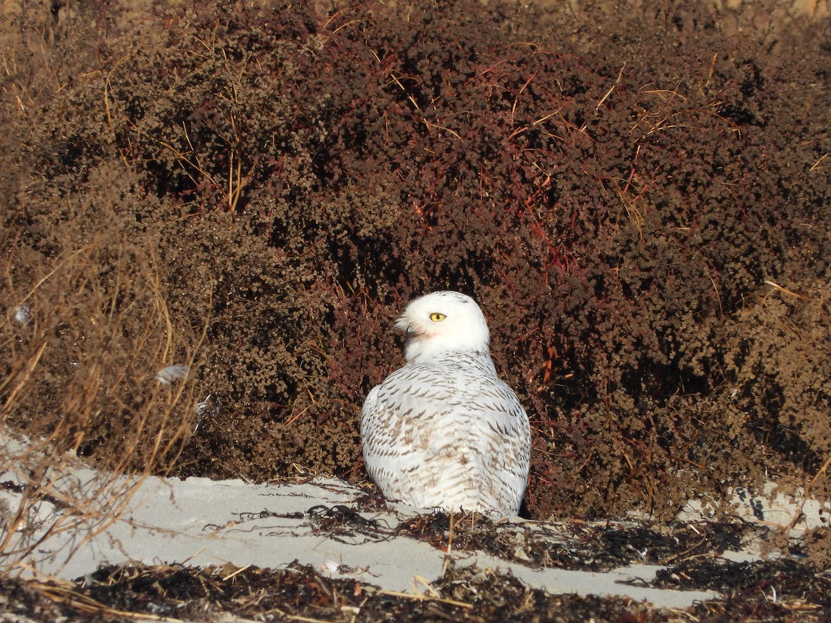 Snowy Owl - ML646071258