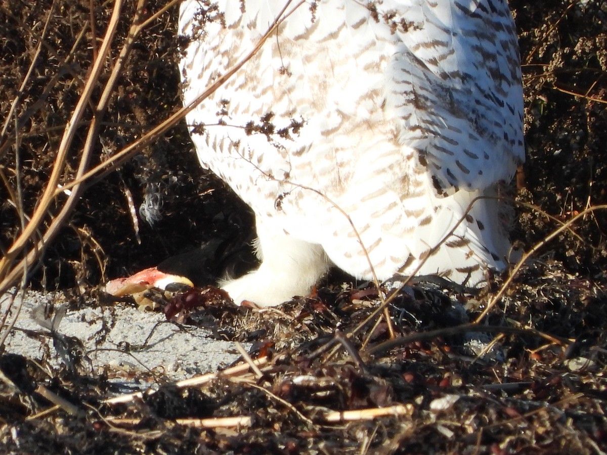 Snowy Owl - ML646071260