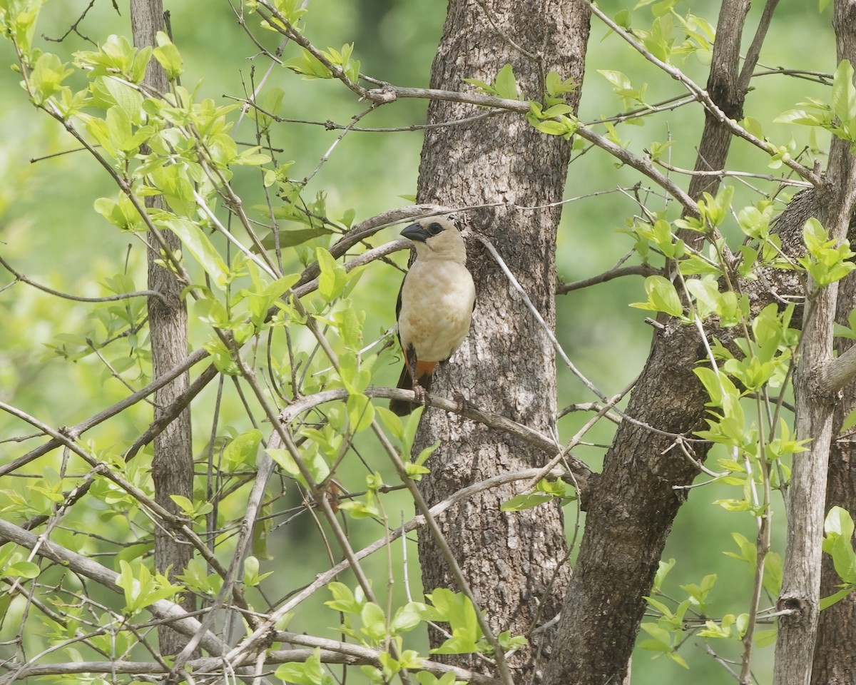 White-headed Buffalo-Weaver - ML646071265