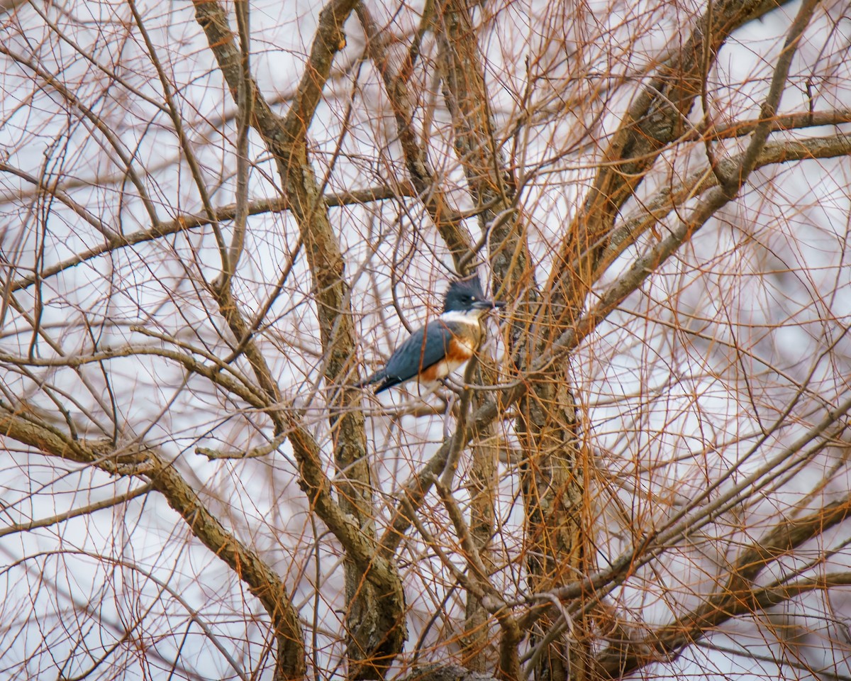 Belted Kingfisher - ML646071266