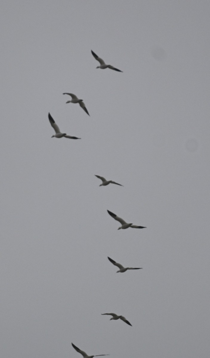 Snow Goose - ML646071267