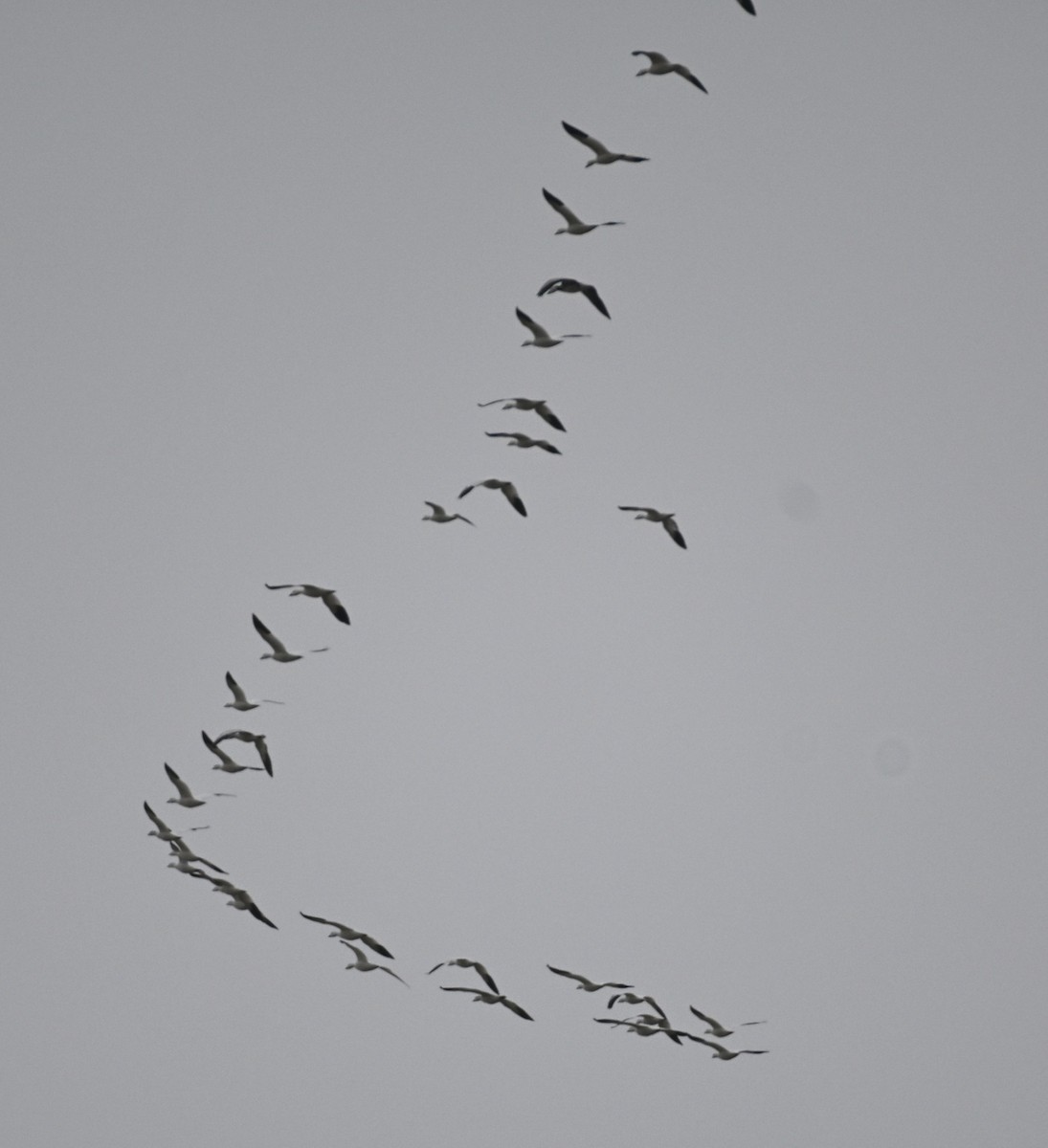 Snow Goose - ML646071268