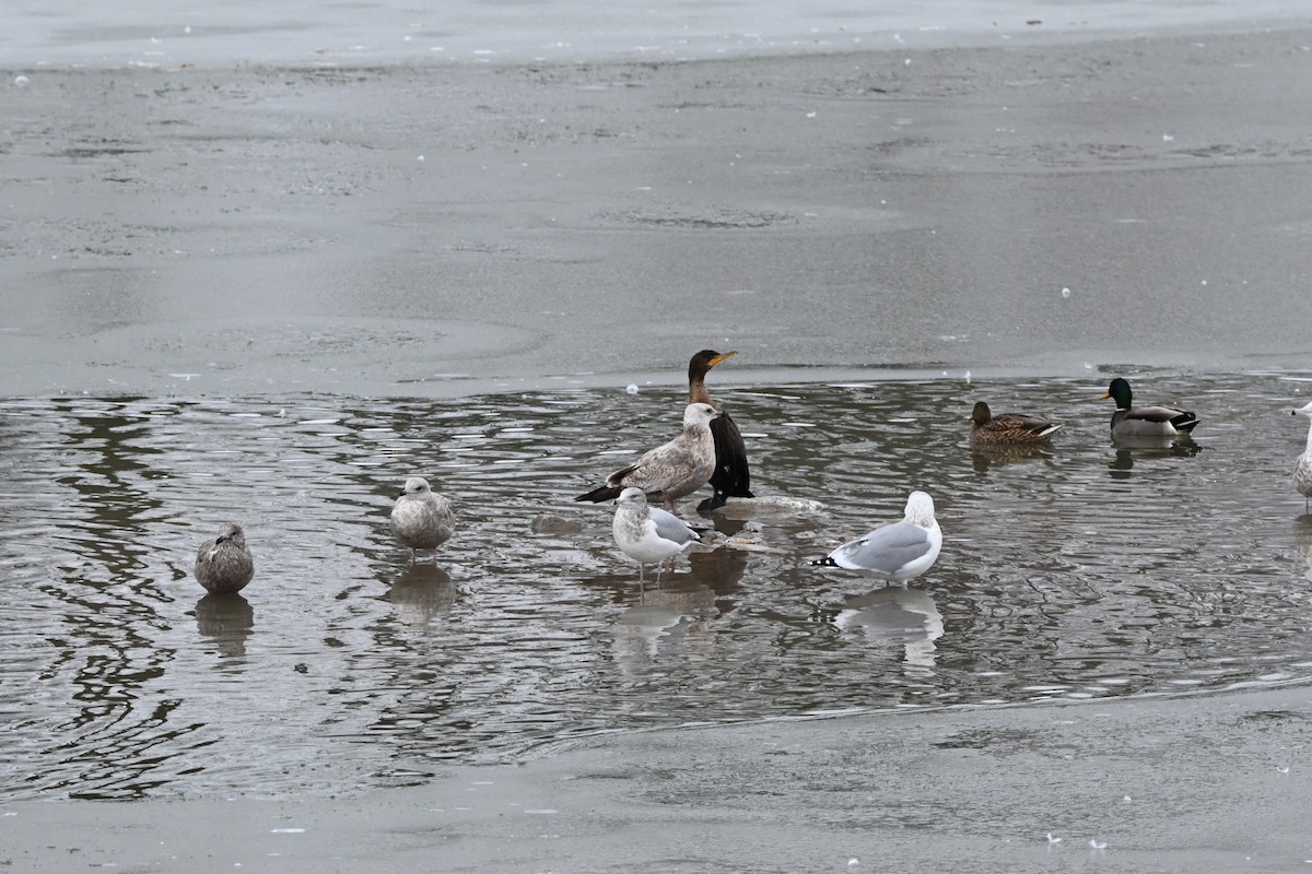 Double-crested Cormorant - ML646071269
