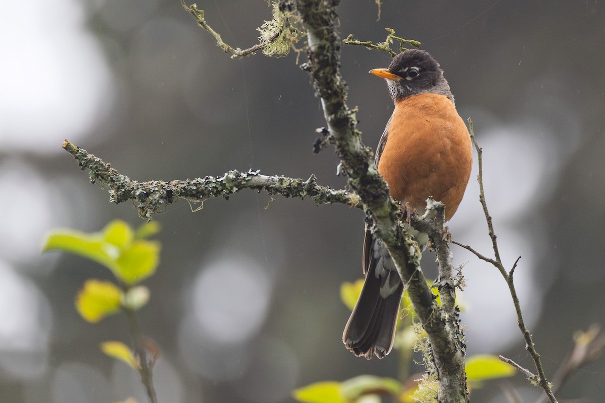 American Robin - ML646071271