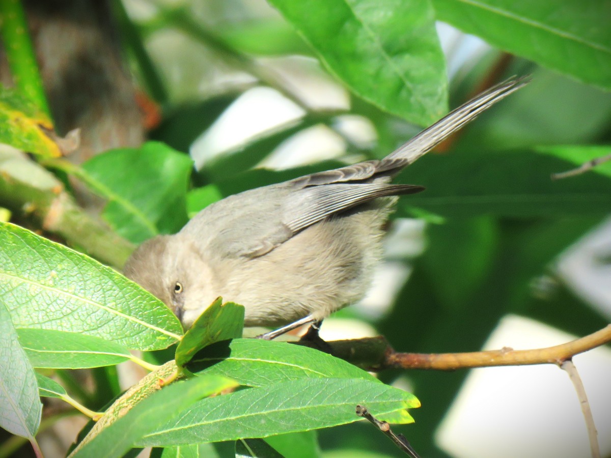 Bushtit (Pacific) - ML646071273