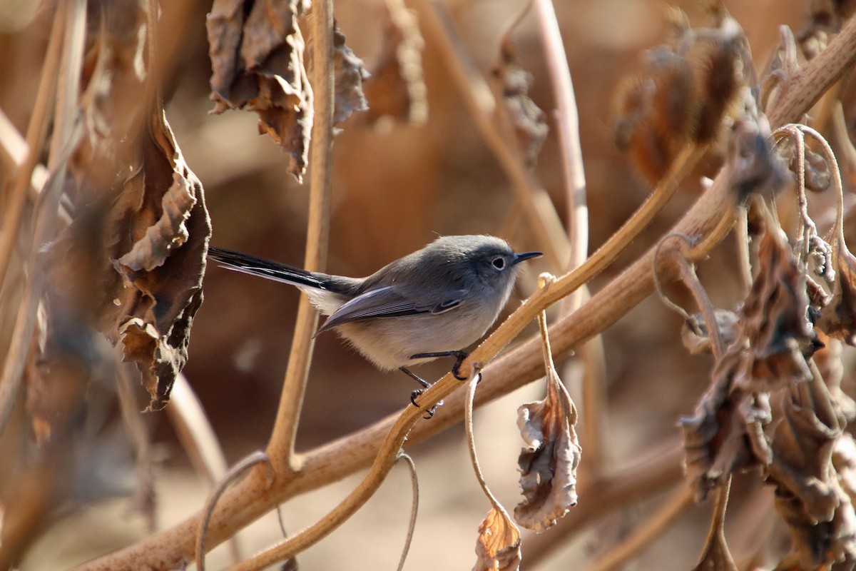 Black-tailed Gnatcatcher - ML646071274