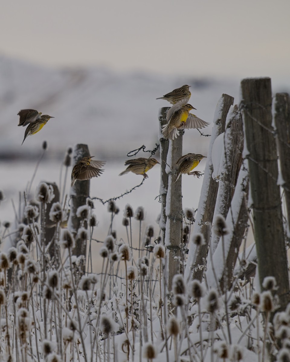 Western Meadowlark - ML646071275