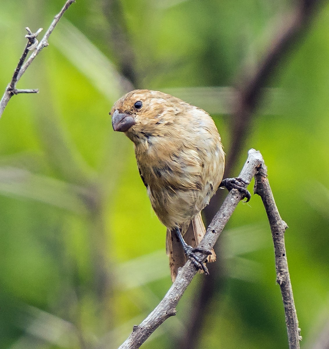 Drab Seedeater - ML646071279