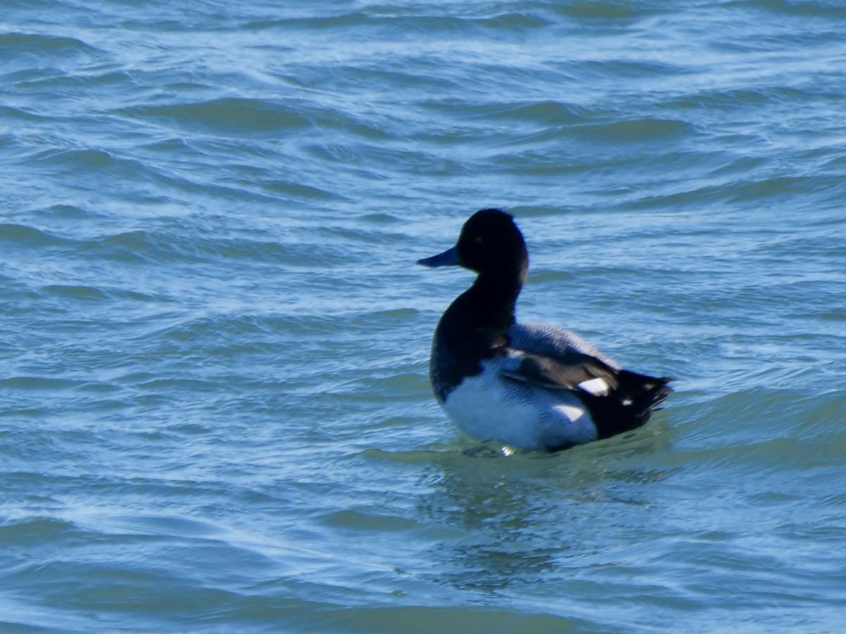Lesser Scaup - ML646071282