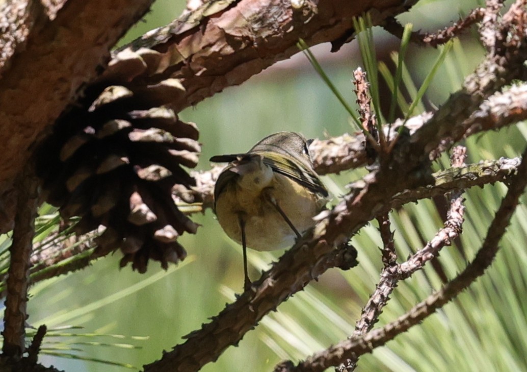 Ruby-crowned Kinglet - ML646071284