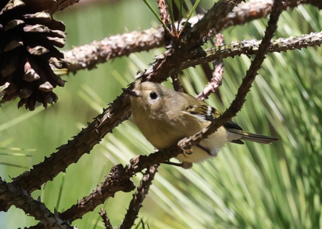 Ruby-crowned Kinglet - ML646071285