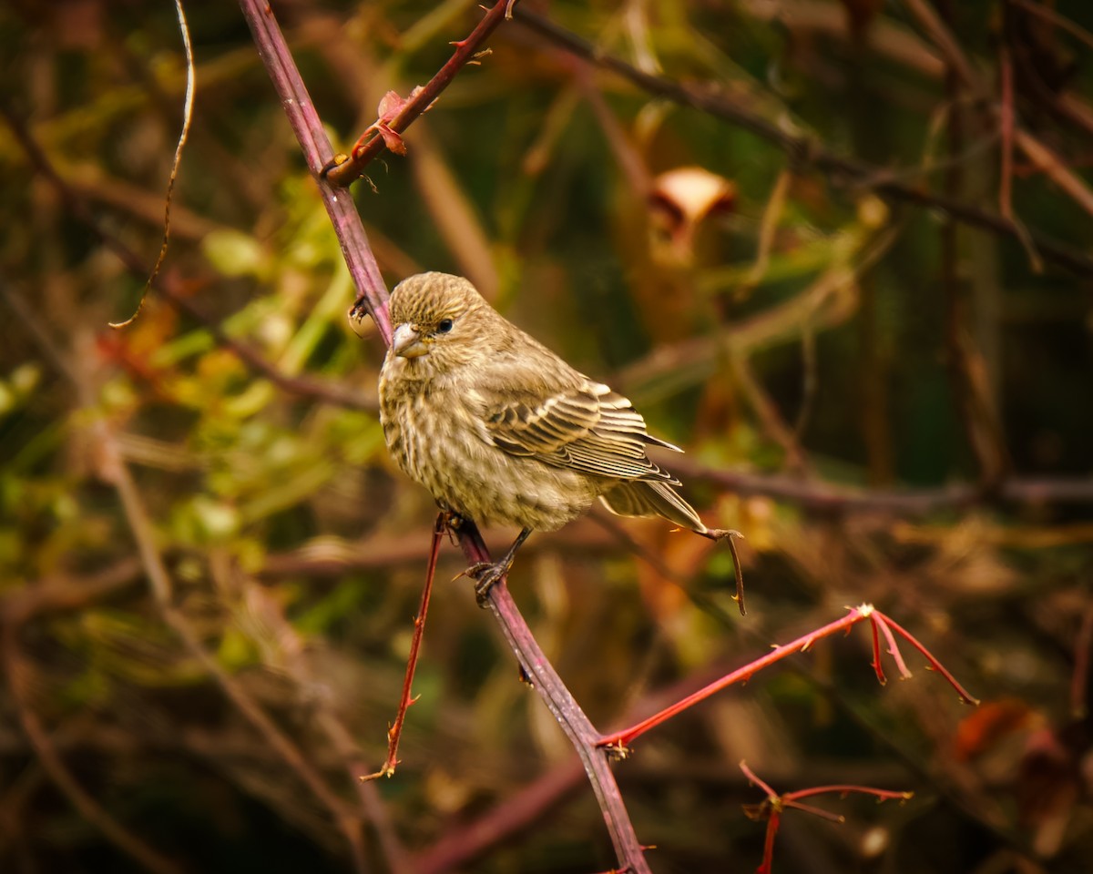 House Finch - ML646071287