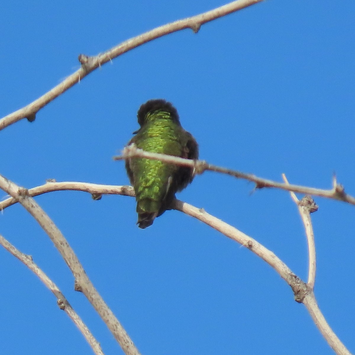 Anna's Hummingbird - ML646071291