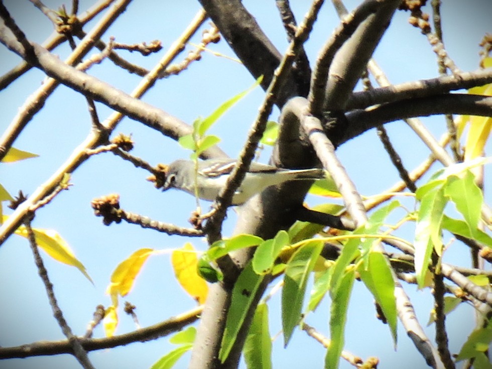 Plumbeous Vireo - ML646071293