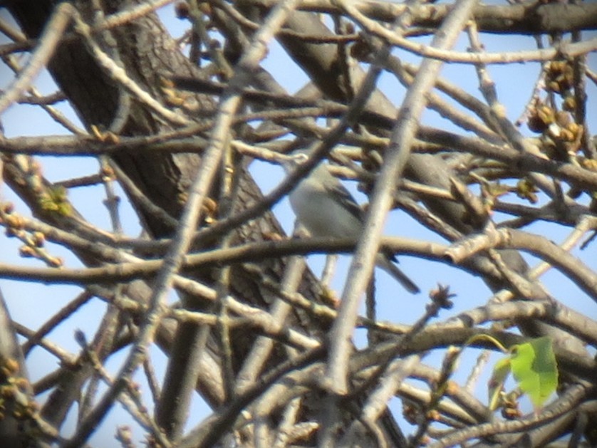 Plumbeous Vireo - ML646071299