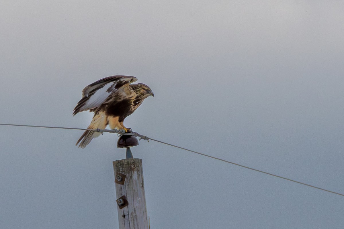 Rough-legged Hawk - ML646071301