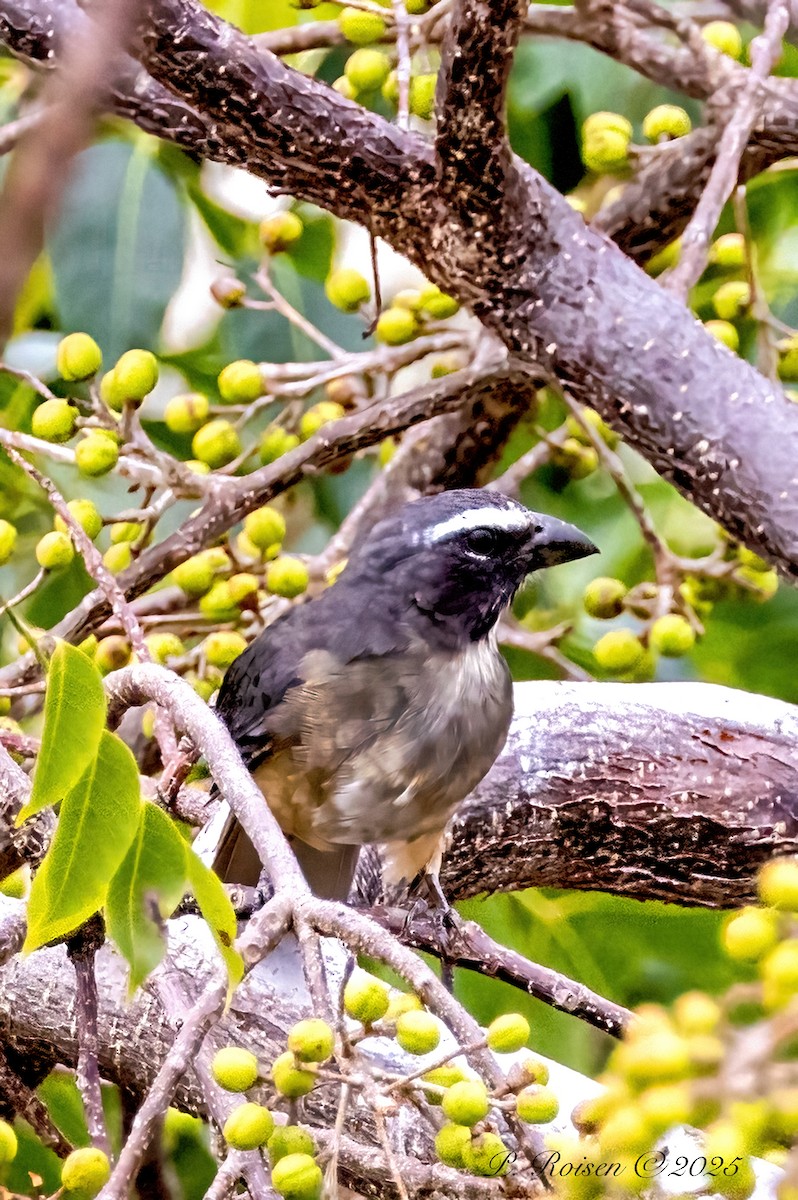 Cinnamon-bellied Saltator - ML646071302