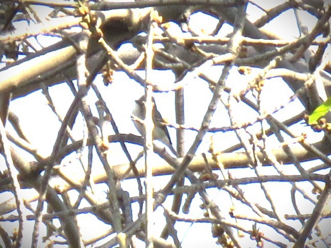 Plumbeous Vireo - ML646071303