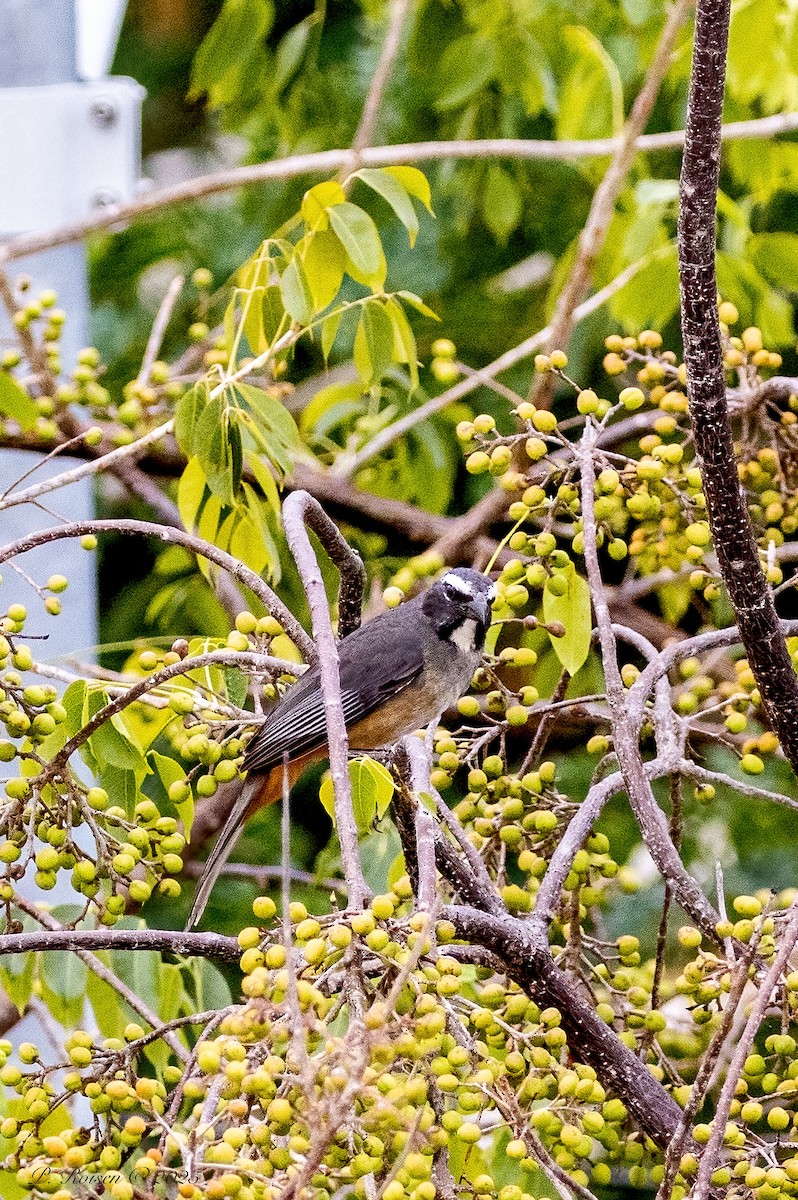 Cinnamon-bellied Saltator - ML646071304