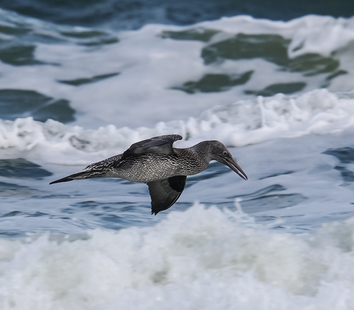 Northern Gannet - ML646071305