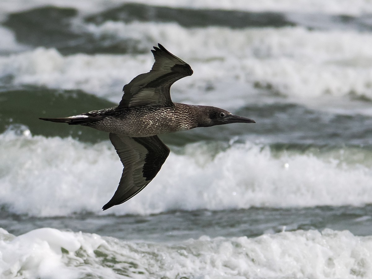 Northern Gannet - ML646071306