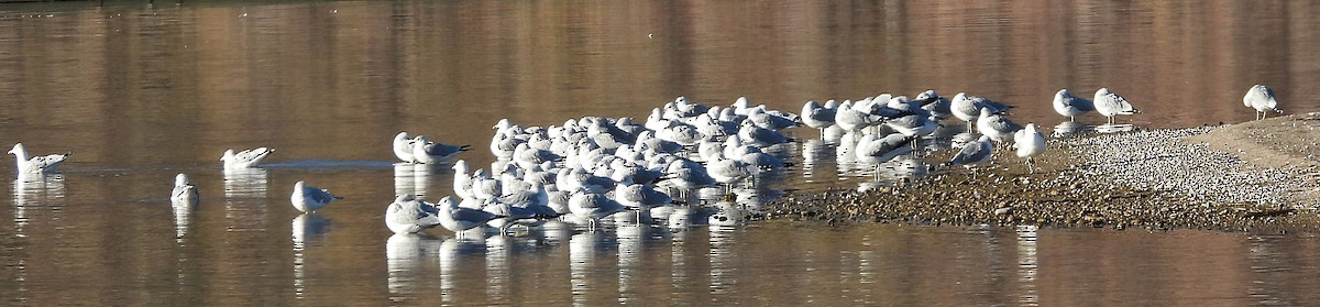 Ring-billed Gull - ML646071335