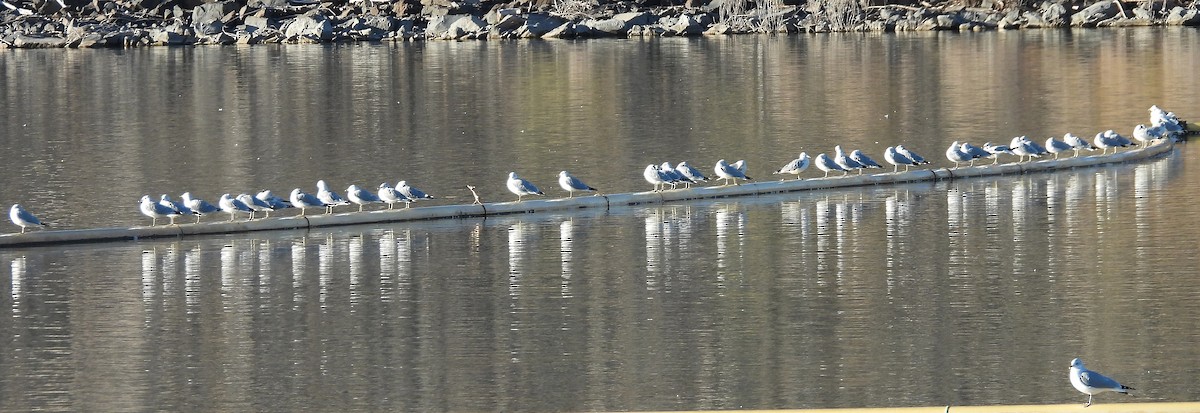 Ring-billed Gull - ML646071336