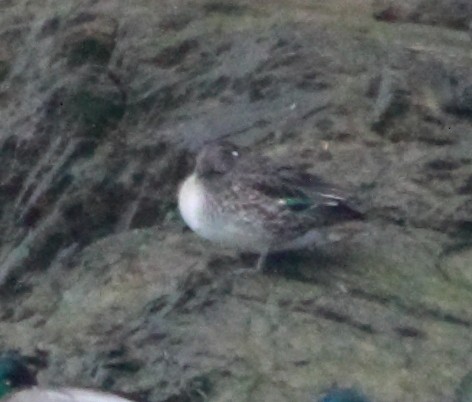 Green-winged Teal - ML646071337
